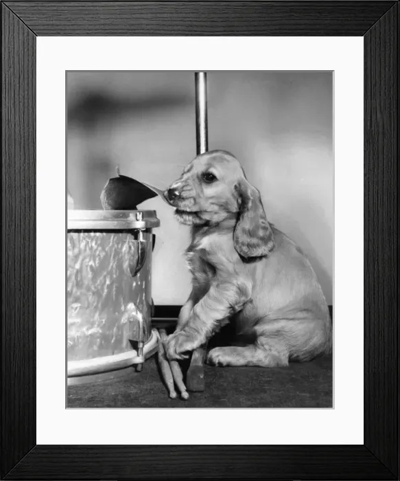 Framed Print : Susi - (insert) Framed Print : Susi - (insert)