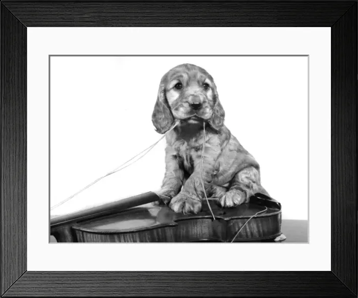 Framed Print : Susi - (insert) Framed Print : Susi - (insert)