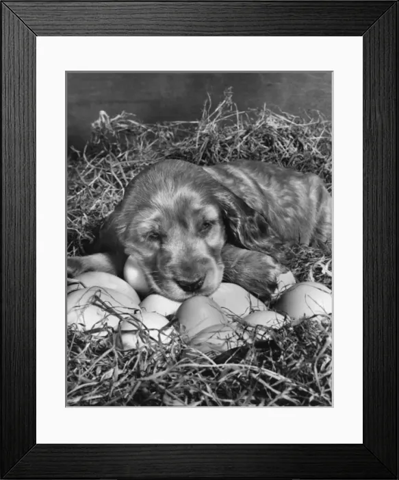 Framed Print : Susi - waiting for eggs to hatch Framed Print : Susi - waiting for eggs to hatch