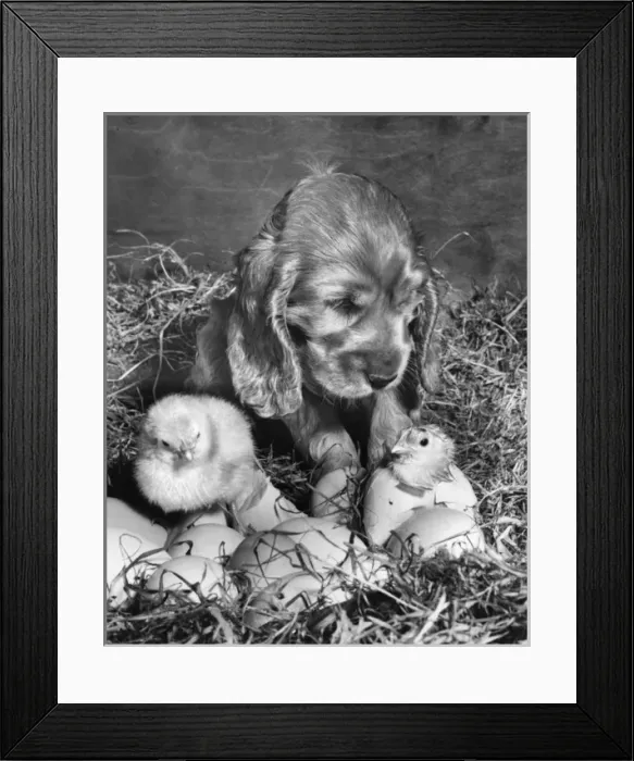 Framed Print : Susi - (insert) Framed Print : Susi - (insert)