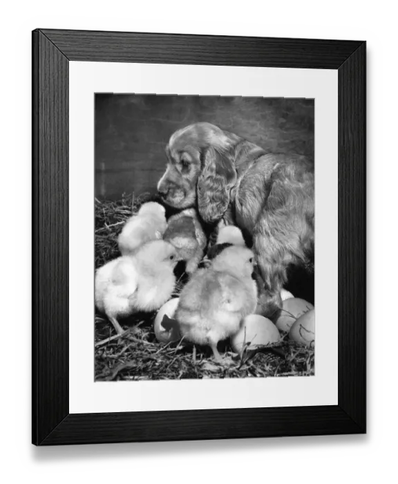 Framed Print : Susi - (insert) Framed Print : Susi - (insert)