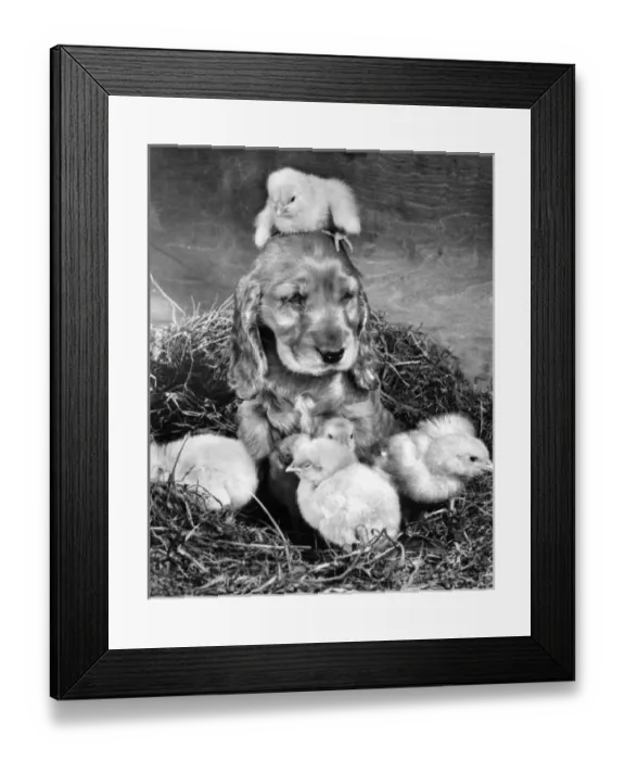 Framed Print : Susi - (insert) Framed Print : Susi - (insert)