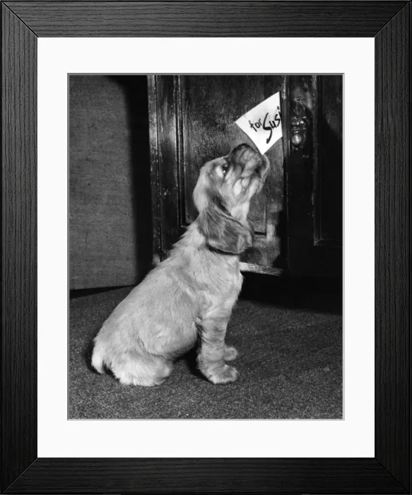 Framed Print : Susi - (insert) Framed Print : Susi - (insert)