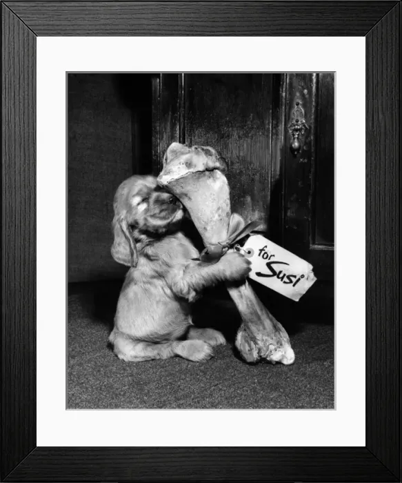 Framed Print : Susi - (insert) Framed Print : Susi - (insert)