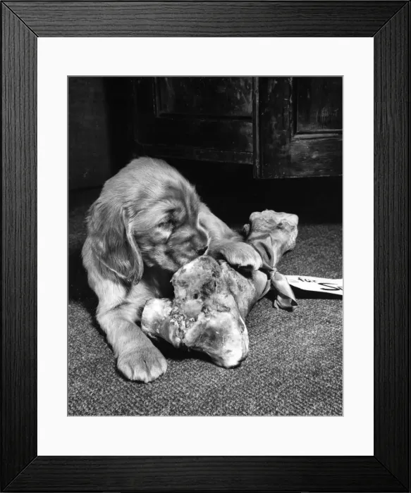 Framed Print : Susi - (insert)