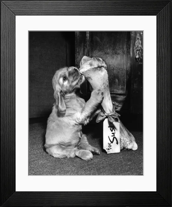 Framed Print : Susi - (insert) Framed Print : Susi - (insert)