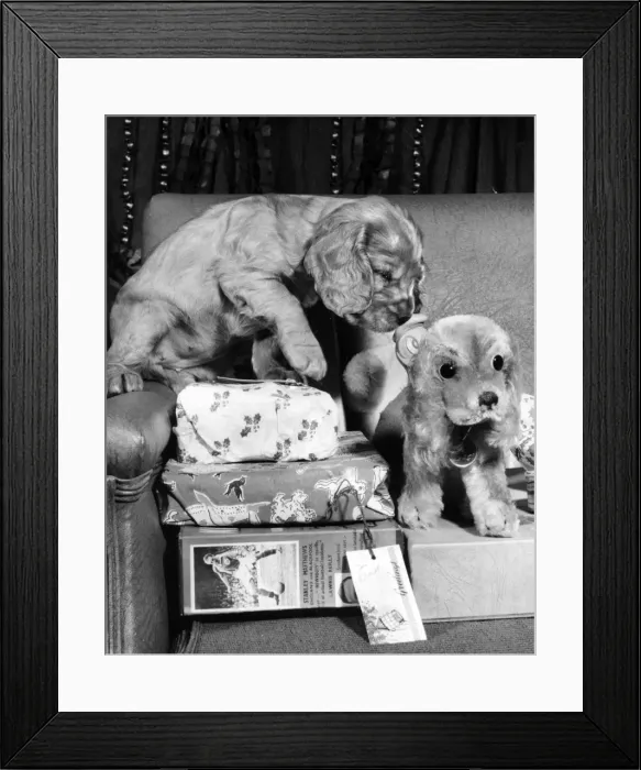 Framed Print : Susi - (insert) Framed Print : Susi - (insert)
