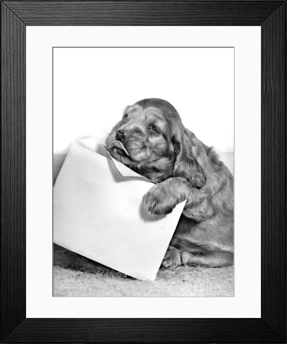 Framed Print : Susi - (insert) Framed Print : Susi - (insert)