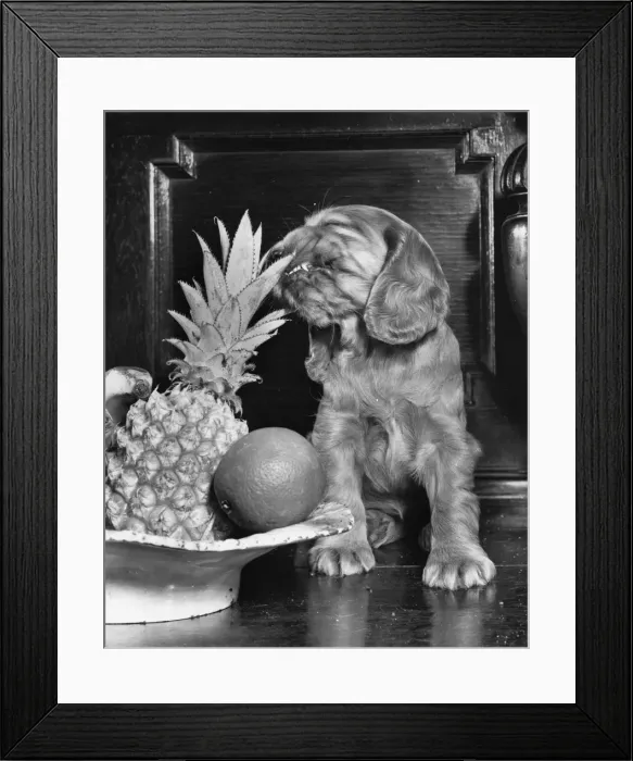 Framed Print : Susi - (insert) Framed Print : Susi - (insert)