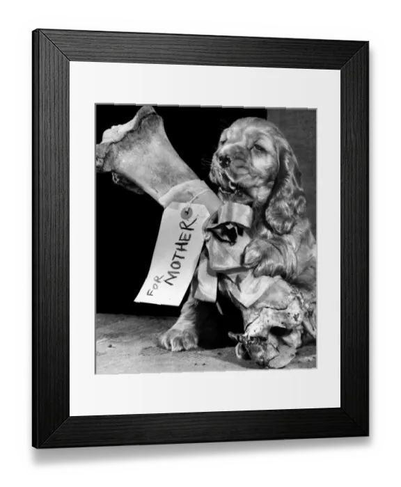 Framed Print : Susi - (insert) Framed Print : Susi - (insert)