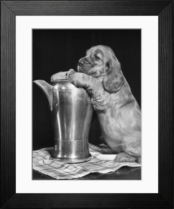 Framed Print : Susi - (insert) Framed Print : Susi - (insert)