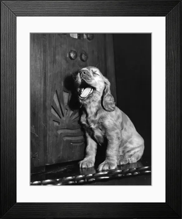 Framed Print : Susi - (insert) Framed Print : Susi - (insert)