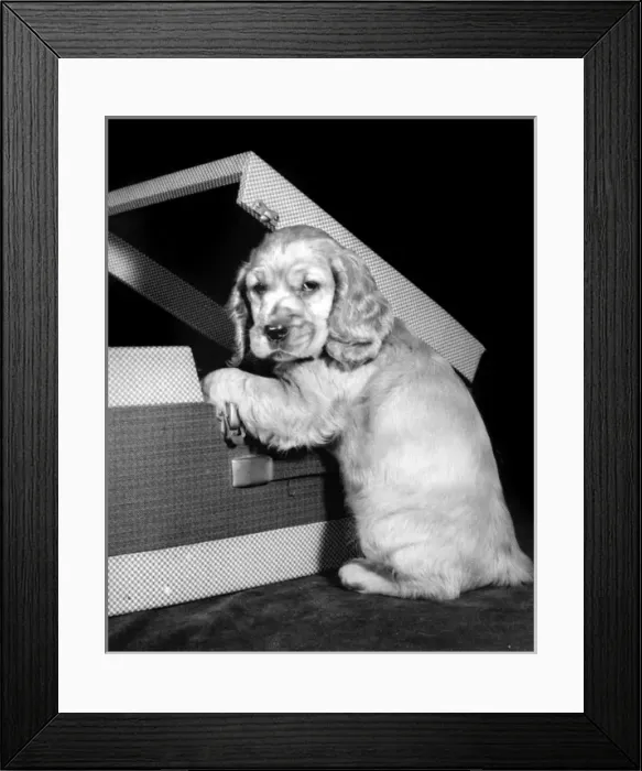 Framed Print : Susi - (insert) Framed Print : Susi - (insert)