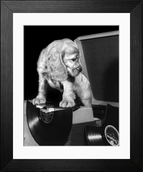 Framed Print : Susi - (insert) Framed Print : Susi - (insert)