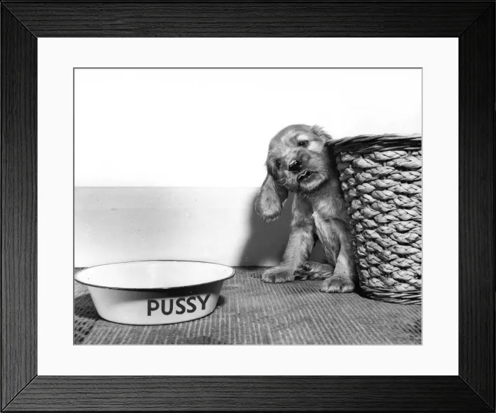 Framed Print : Susi - (insert) Framed Print : Susi - (insert)