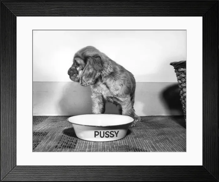 Framed Print : Susi - (insert) Framed Print : Susi - (insert)