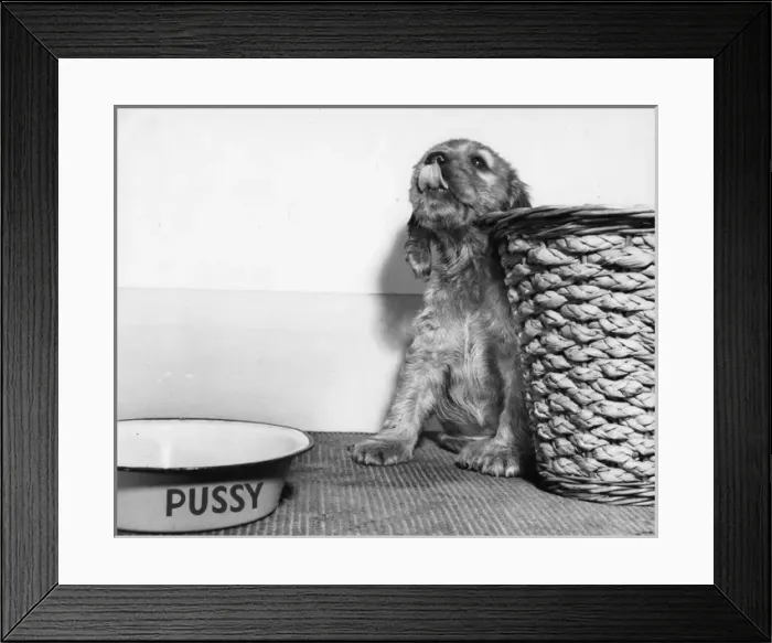 Framed Print : Susi - (insert) Framed Print : Susi - (insert)