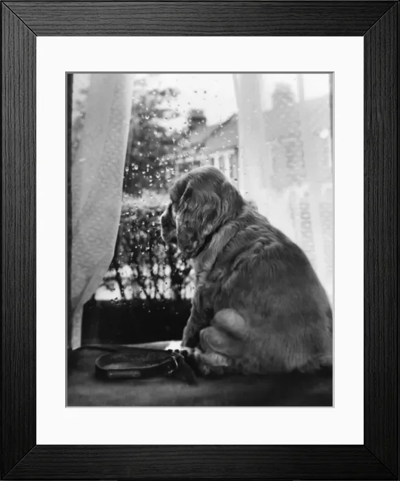 Framed Print : Susi - (insert) Framed Print : Susi - (insert)