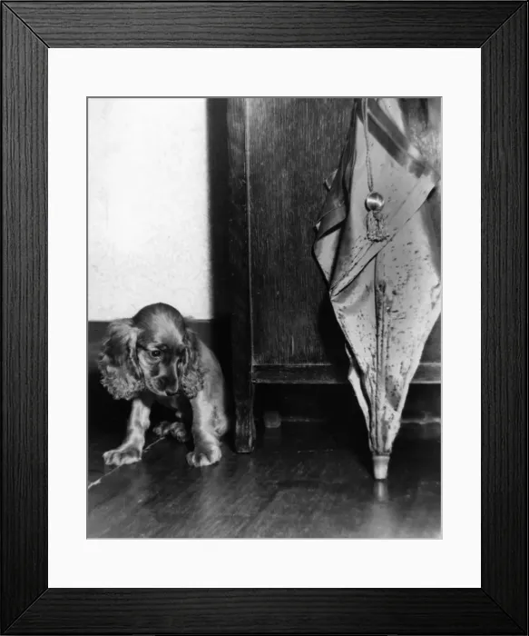 Framed Print : Susi - (insert) Framed Print : Susi - (insert)