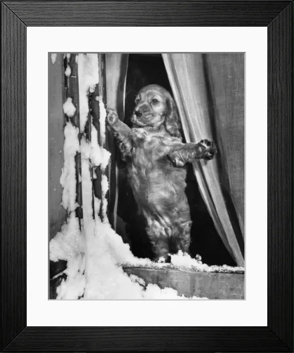 Framed Print : Susi - (insert) Framed Print : Susi - (insert)