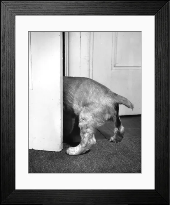 Framed Print : Susi - (insert) Framed Print : Susi - (insert)