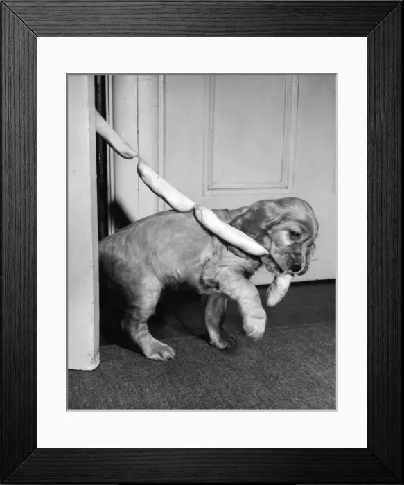 Framed Print : Susi - (insert) Framed Print : Susi - (insert)