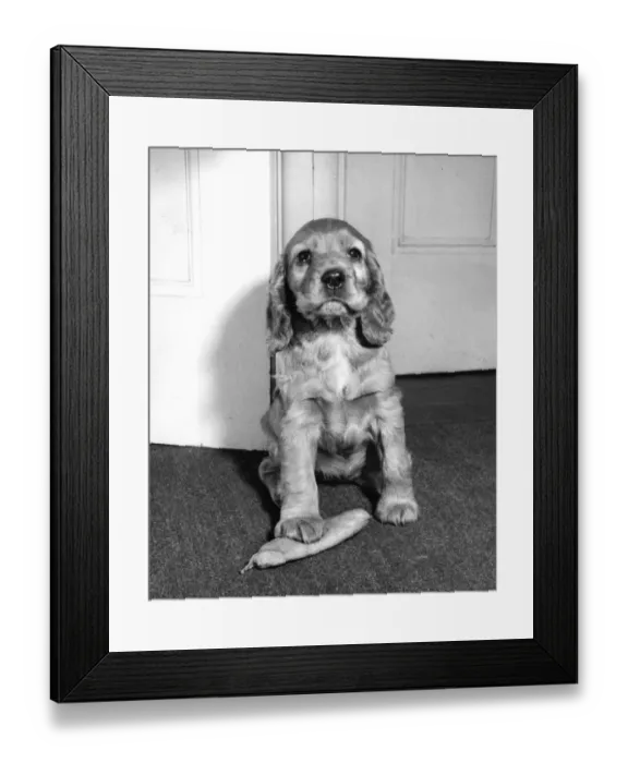 Framed Print : Susi - (insert)