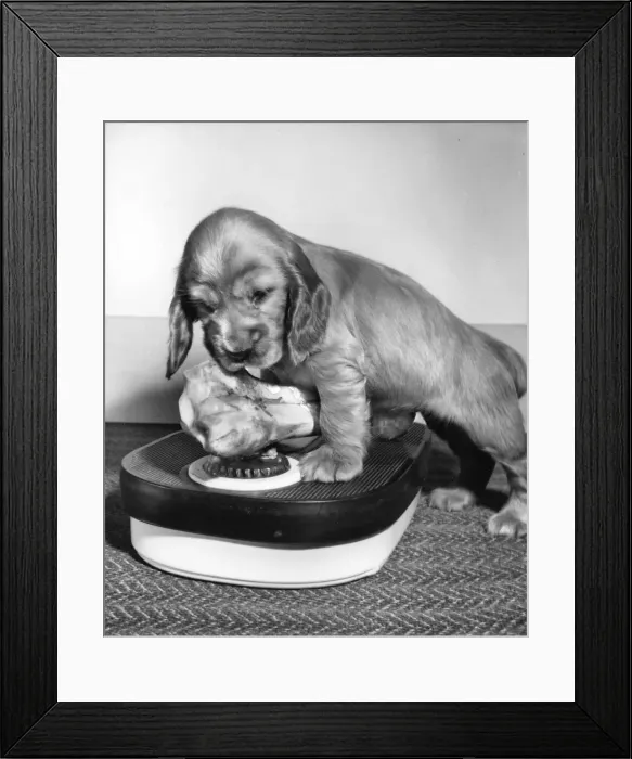 Framed Print : Susi - (insert) Framed Print : Susi - (insert)