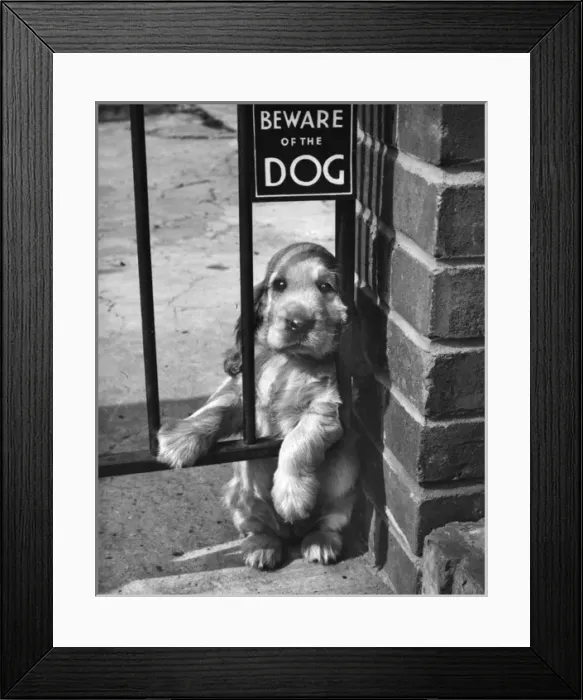 Framed Print : Susi - (insert) Framed Print : Susi - (insert)
