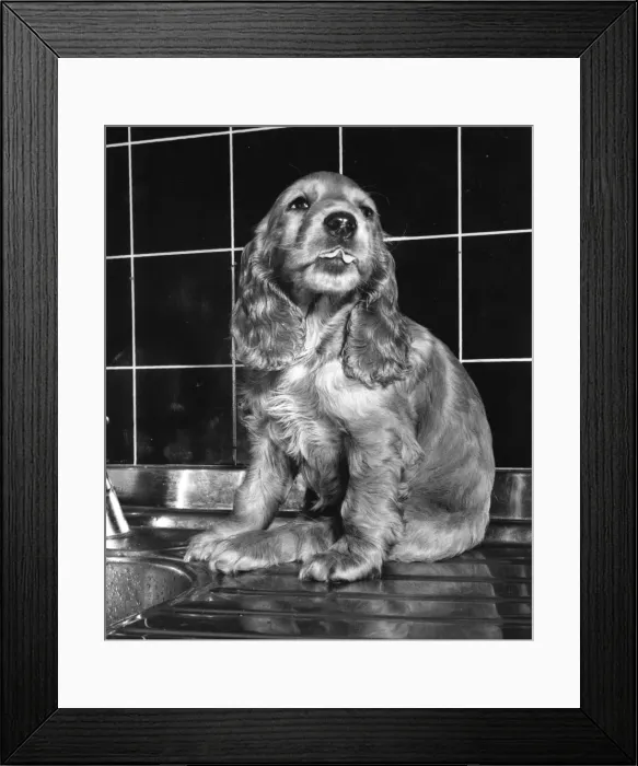 Framed Print : Susi - (insert) Framed Print : Susi - (insert)