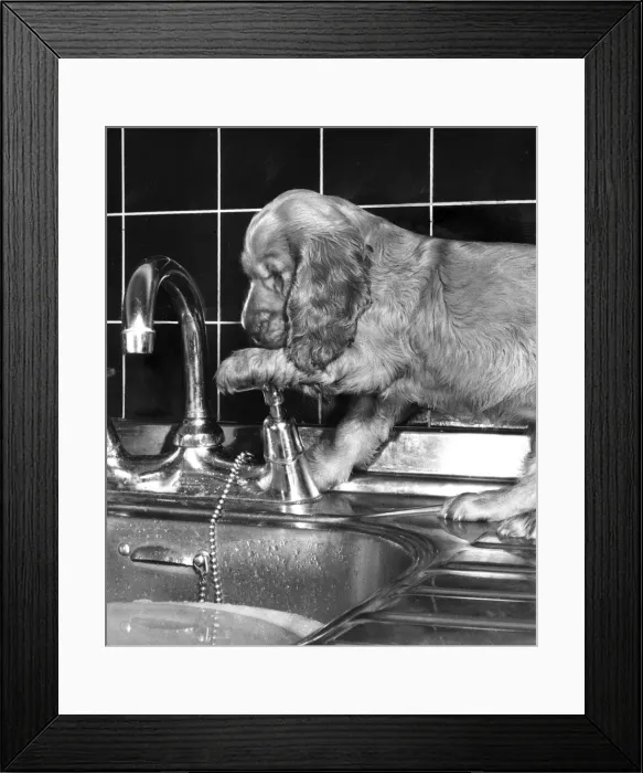 Framed Print : Susi - (insert) Framed Print : Susi - (insert)