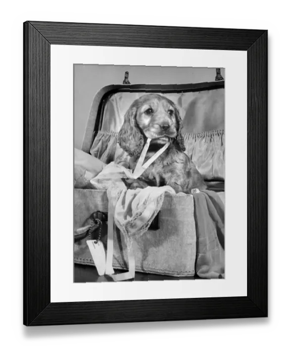 Framed Print : Susi - (insert) Framed Print : Susi - (insert)