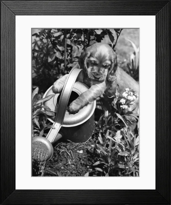Framed Print : Susi - (insert) Framed Print : Susi - (insert)