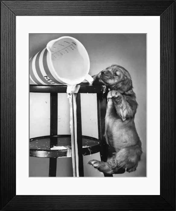 Framed Print : Susi - (insert) Framed Print : Susi - (insert)