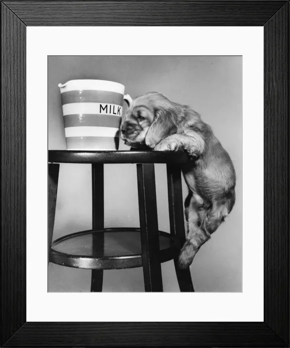 Framed Print : Susi - (insert) Framed Print : Susi - (insert)