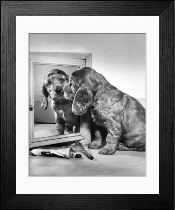 Framed Print : Susi - (insert) Framed Print : Susi - (insert)