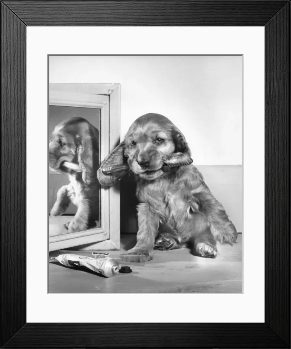 Framed Print : Susi - (insert) Framed Print : Susi - (insert)