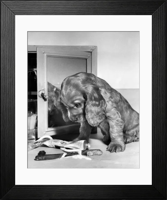 Framed Print : Susi - (insert) Framed Print : Susi - (insert)