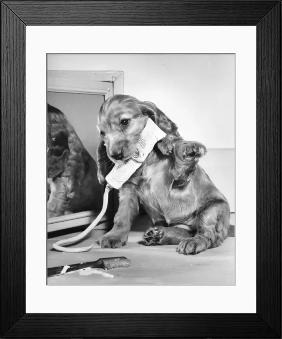 Framed Print : Susi - (insert) Framed Print : Susi - (insert)