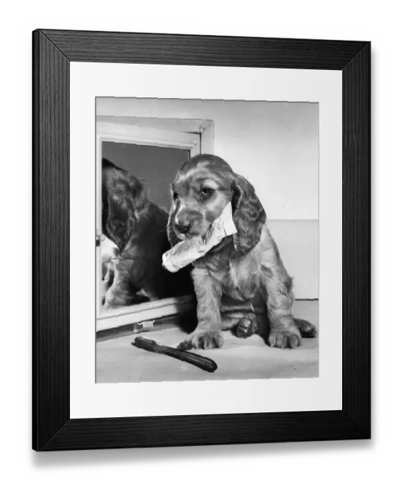 Framed Print : Susi - (insert) Framed Print : Susi - (insert)