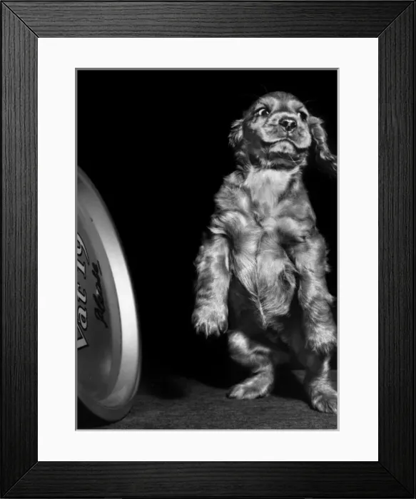 Framed Print : Susi - standing on hind legs Framed Print : Susi - standing on hind legs