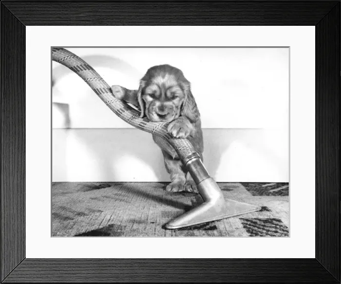 Framed Print : Susi - (insert) Framed Print : Susi - (insert)