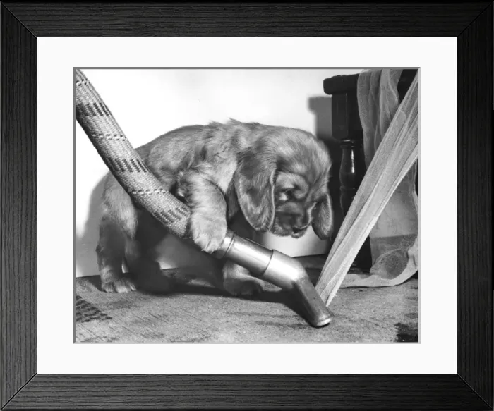 Framed Print : Susi - (insert) Framed Print : Susi - (insert)