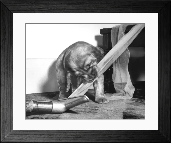 Framed Print : Susi - (insert) Framed Print : Susi - (insert)