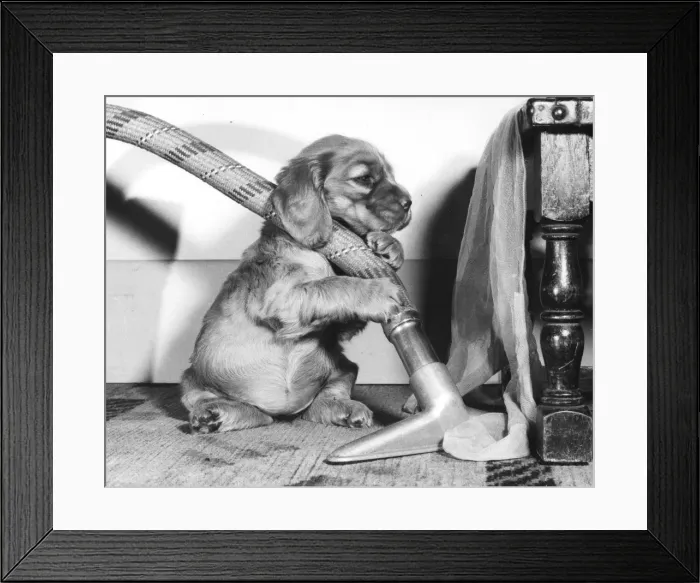 Framed Print : Susi - (insert) Framed Print : Susi - (insert)