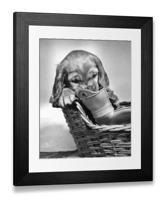 Framed Print : Susi - (insert) Framed Print : Susi - (insert)