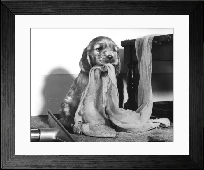 Framed Print : Susi - (insert) Framed Print : Susi - (insert)