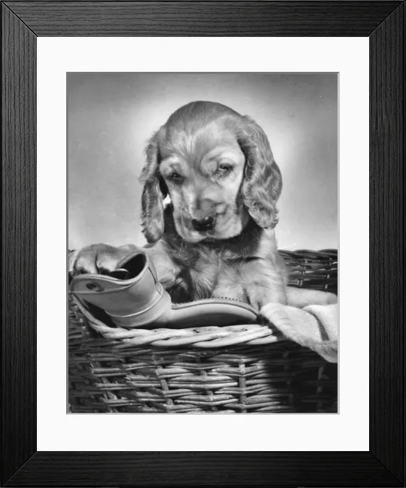 Framed Print : Susi - (insert) Framed Print : Susi - (insert)