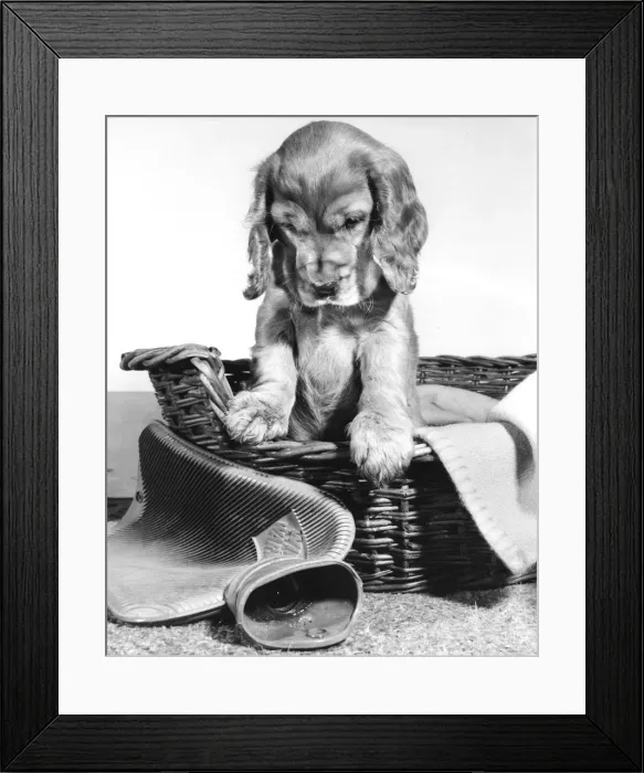 Framed Print : Susi - (insert) Framed Print : Susi - (insert)