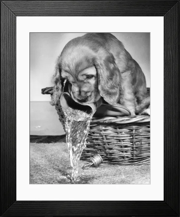 Framed Print : Susi - (insert) Framed Print : Susi - (insert)